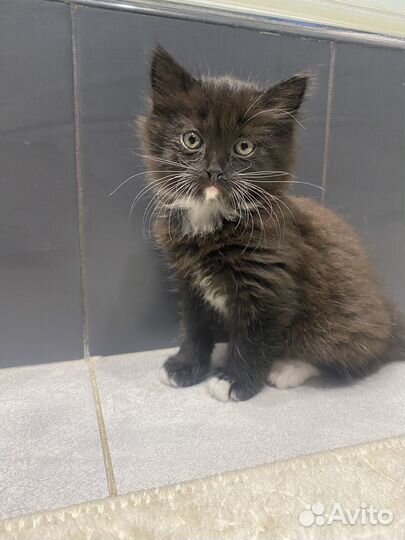 Котенок мальчик 1,5 месяца