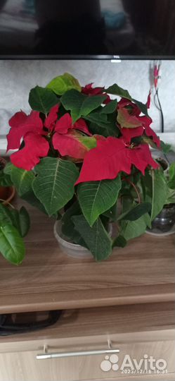 Комнатные растения цветы большие