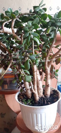 Продам цветы комнатные