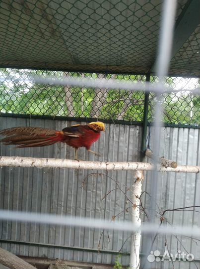 Птенцы фазана