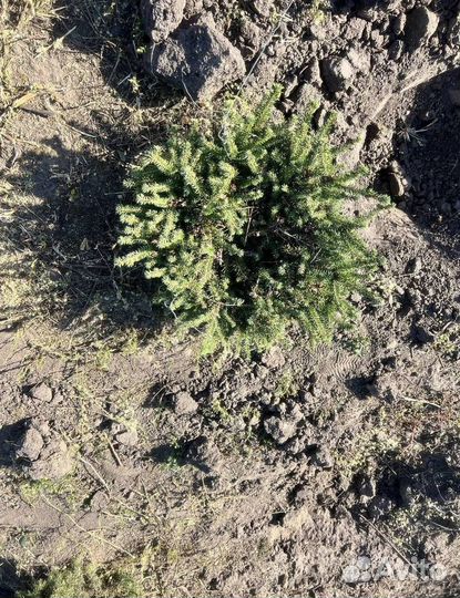 Можжевельник Блю Эрроу с гарантией приживаемости