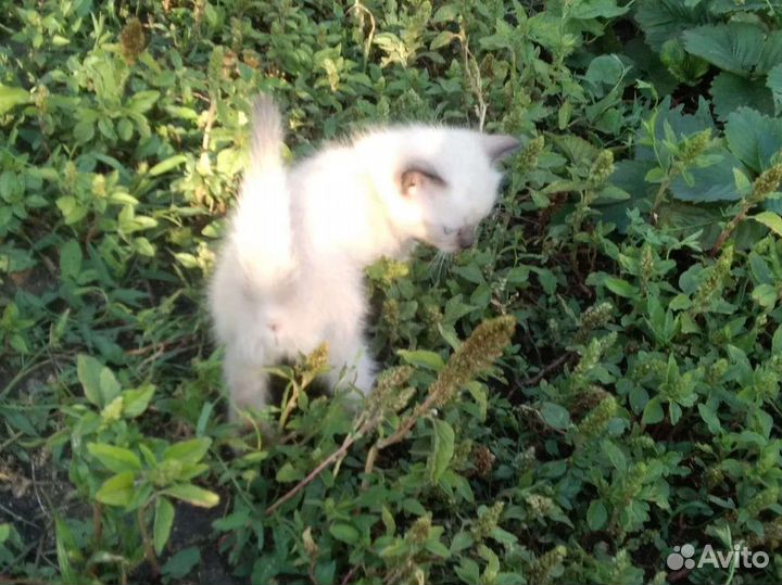 Кошка в дар бесплатно