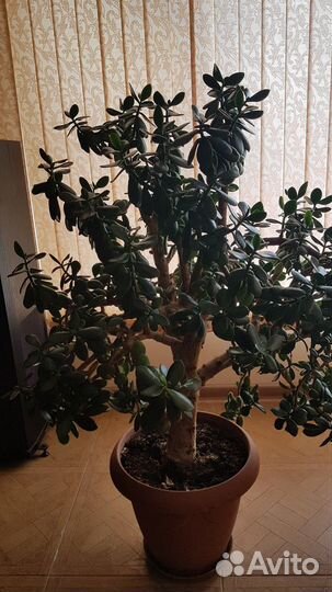 Денежные деревья, возраст более15 лет. Комнатные