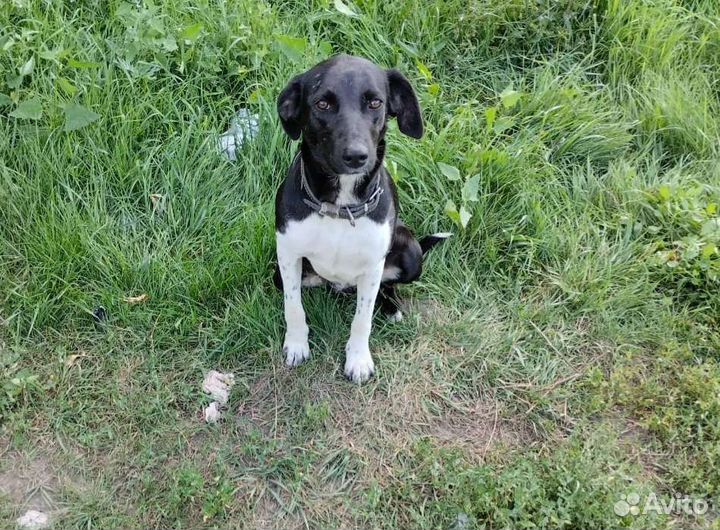 Собака Алиса