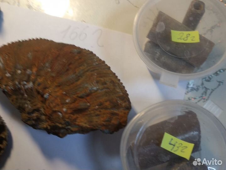 Окаменелости и камни