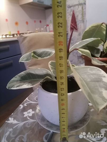 Фикус каучуконосный