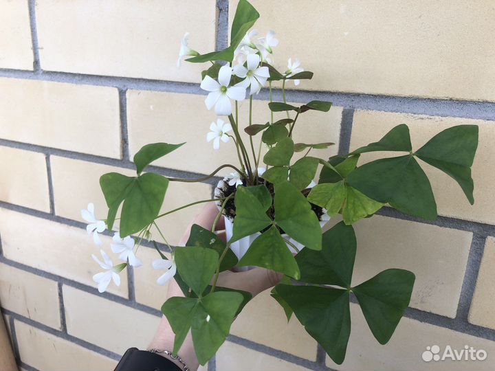 Комнатные растения, большой выбор (обн.13.07)