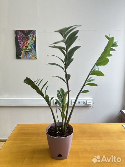 Замиокулькас