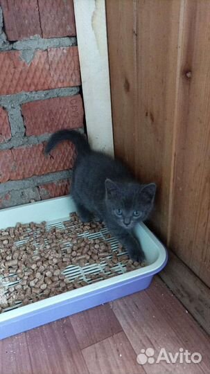 Одам котят в добрые руки