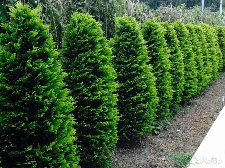 Туя смарагд