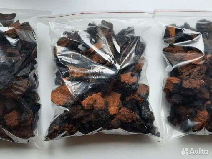 Чага березовая