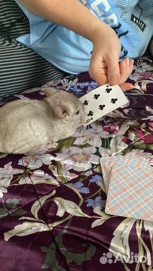 Шиншилла грызун