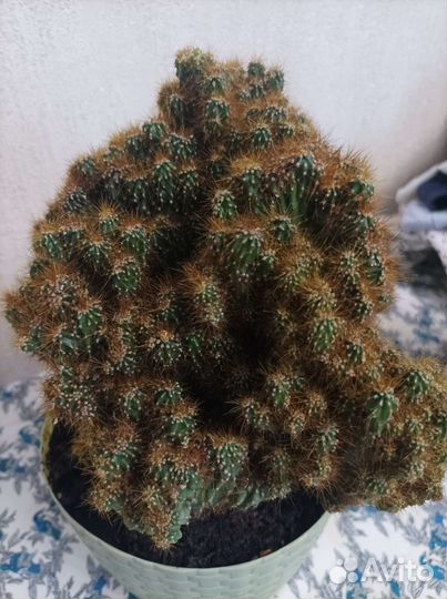 Кактусы цереус, маммиллярия, денежное дерево