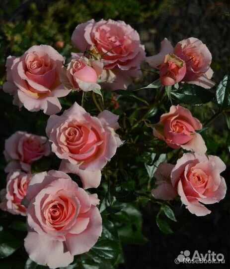 Роза грандифлора Поэзи