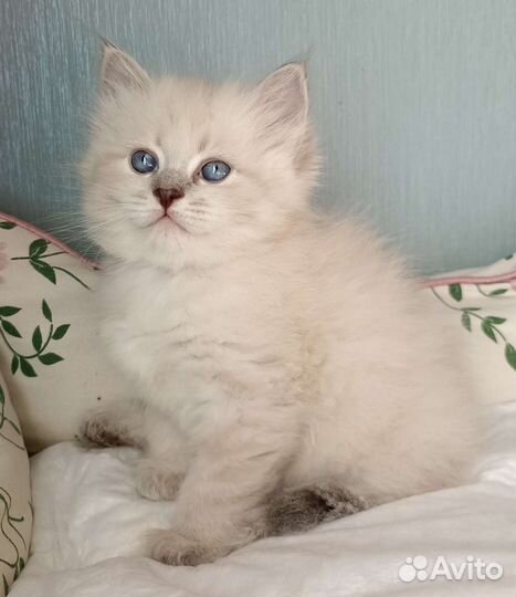 Ласковые котята для семьи с детьми