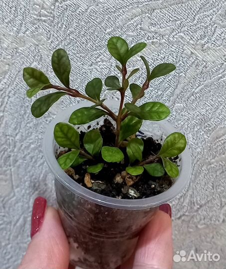 Лофомиртус Магический и Красный дракон