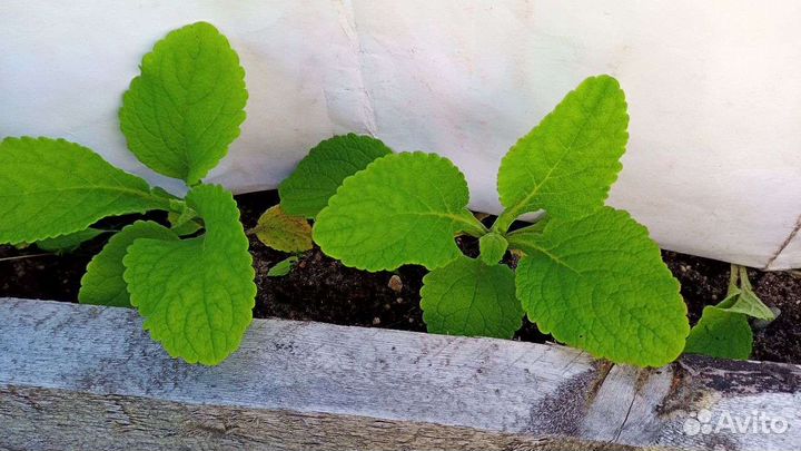 Наперстянка микс