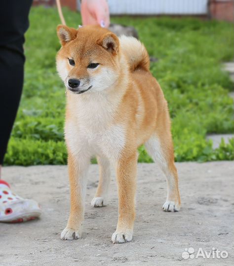 Сиба ину девочка
