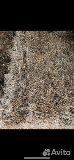 Сено люцерны в тюках