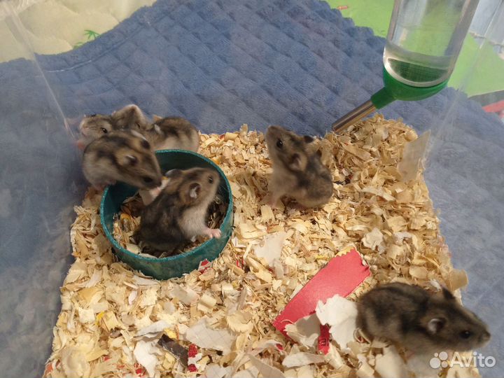 Джунгарский хомяк