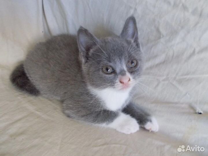 Кошка в дар