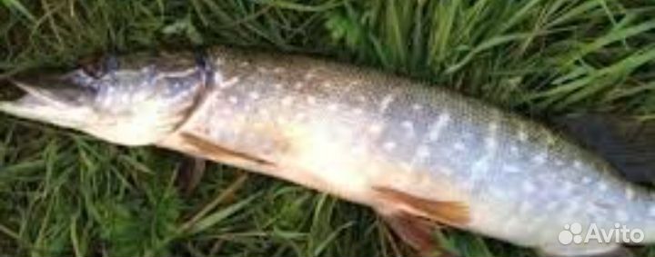 Свежемороженая щука
