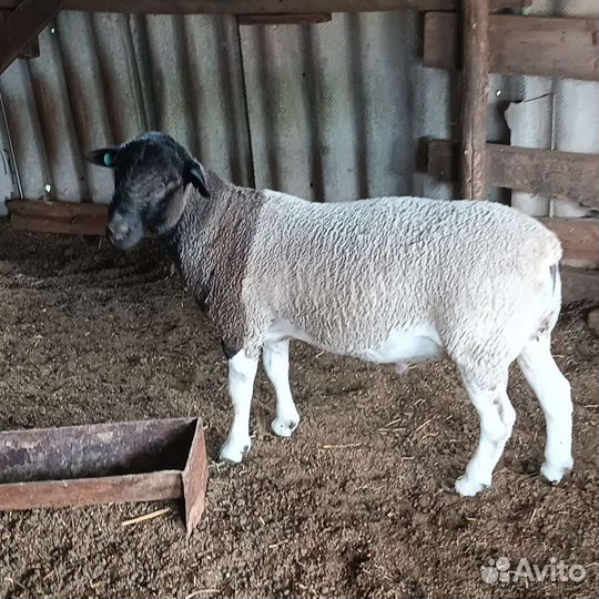 Овцы бараны ягнята