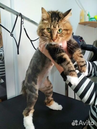 Стрижка кошек и собак с выездом на дом