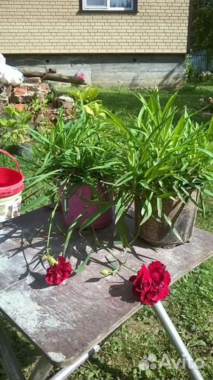 Гвоздика вегетативная