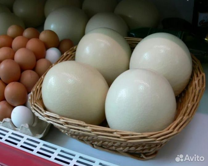 Яйцо страуса