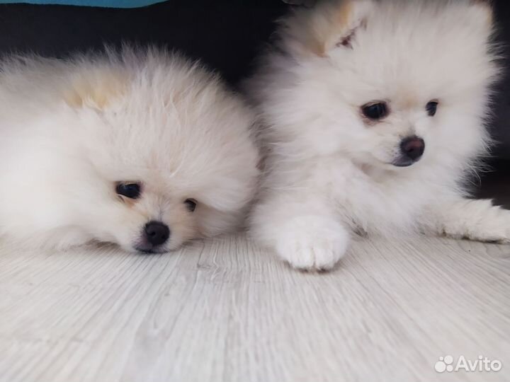 Померанский шпиц