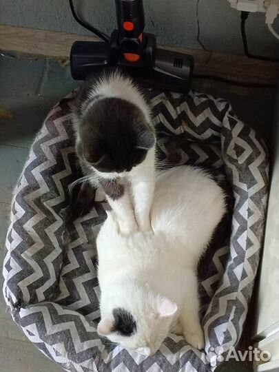 Коты в добрые руки