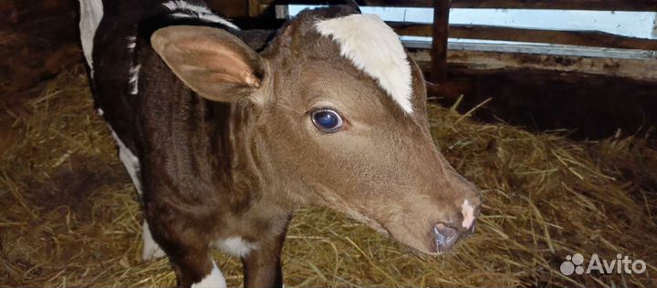 Домашние животные