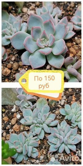 Суккуленты эхеверия, комнатные цветы, Часть 1