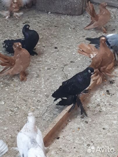 Продажа голубей Ейские двух чубые