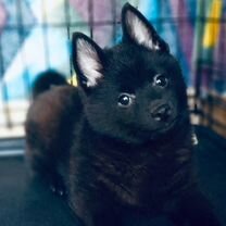 Схипперке, щенок