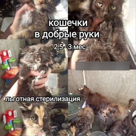 Котятаоблучье