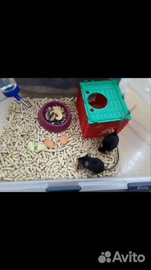 Сатиновые мыши