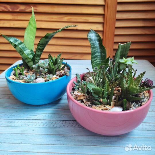 Минисадики из суккулентов