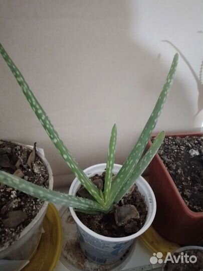 Комнатные цветы гибискус