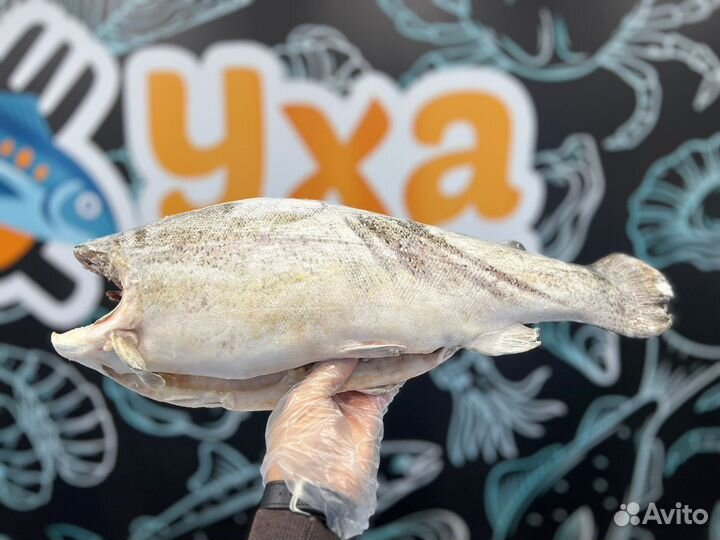 Красная рыба горбуша, форель, семга, конгрио