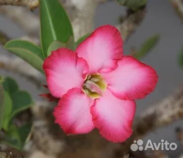 Продам цветы комнатные