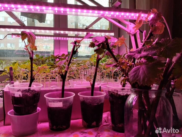 Виноград саженцы