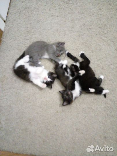 Котята в добрые руки бесплатно