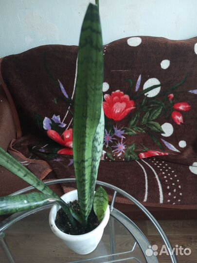 Сансевиерия (щучий хвост)