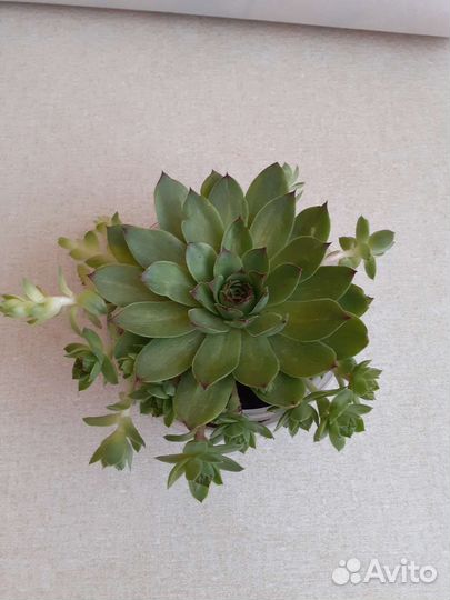 Традесканция рео и каменная роза