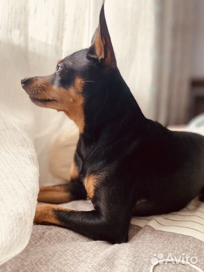 Карликовый пинчер