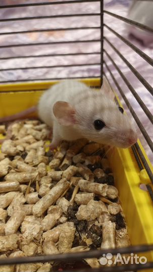 Крысята дамбо девочки и мальчики бесплатно