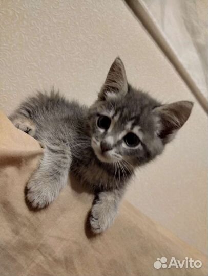 Отдам котенка в добрые руки