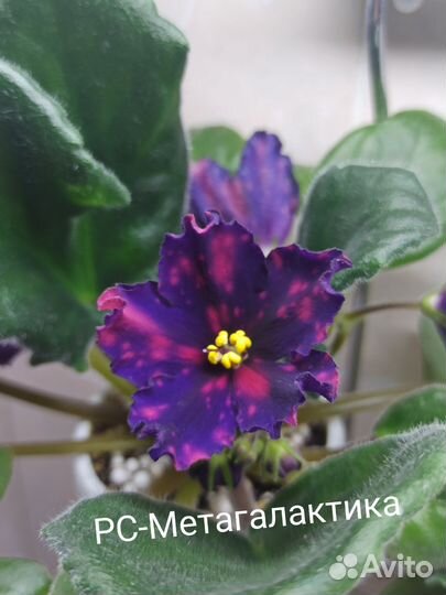 Сортовые фиалки